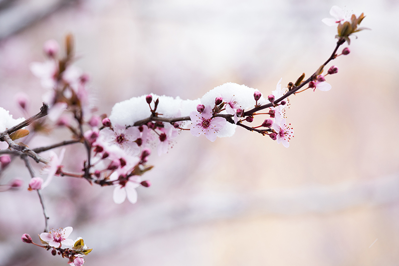 snow on pink blossoms