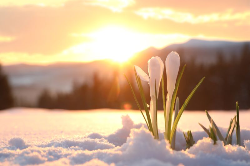 flowers with sunset in background